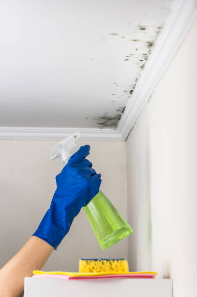 Mold Odor Removal Services